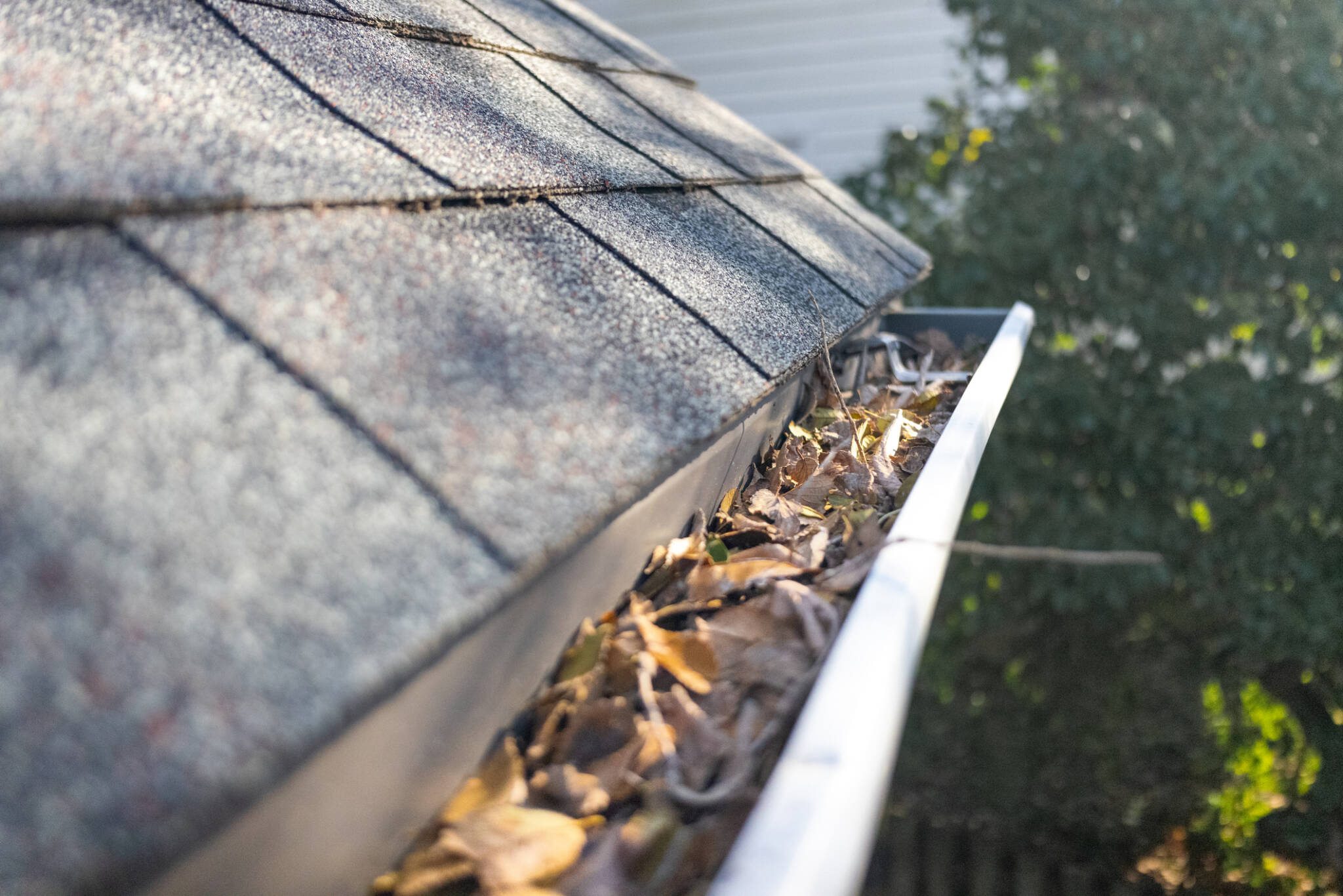 Gutters Filled with Leaves in Need of Cleaning