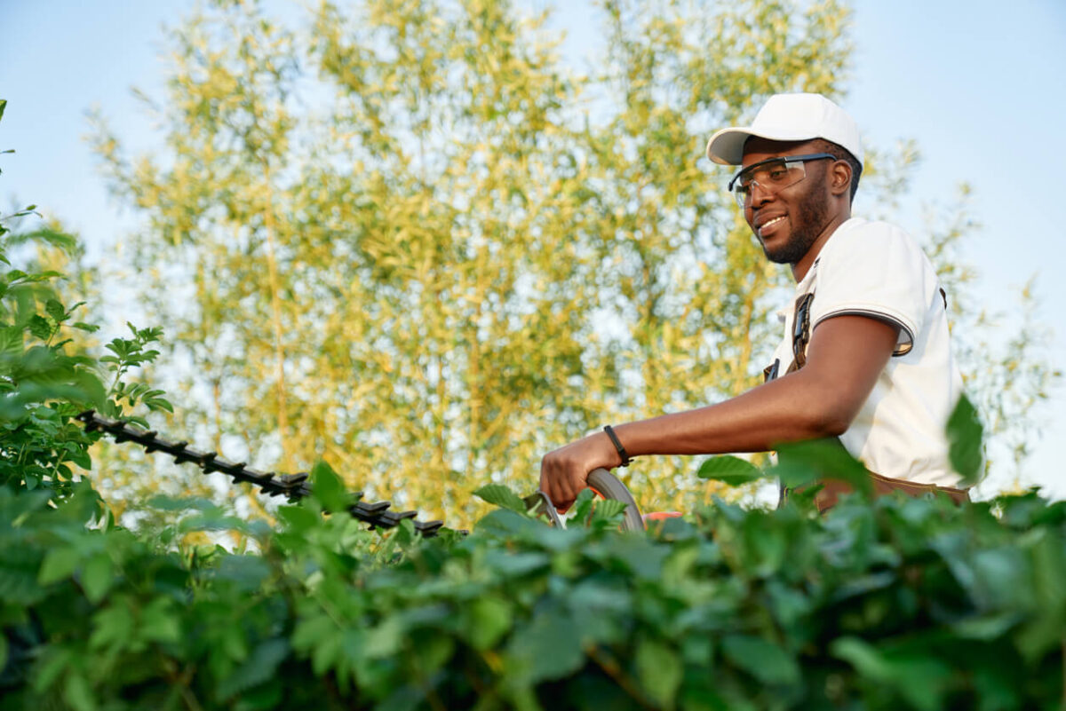 Hedges being trimmed with a long trimmer