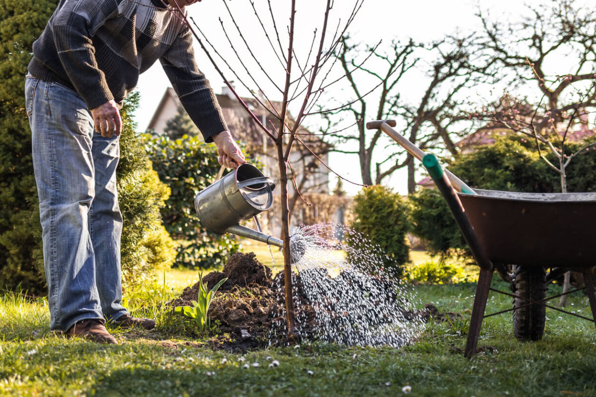 A freshly planted tree being watered with a watering can.